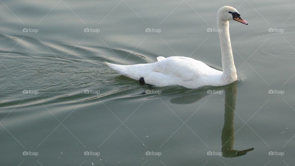 A Swan  Floating