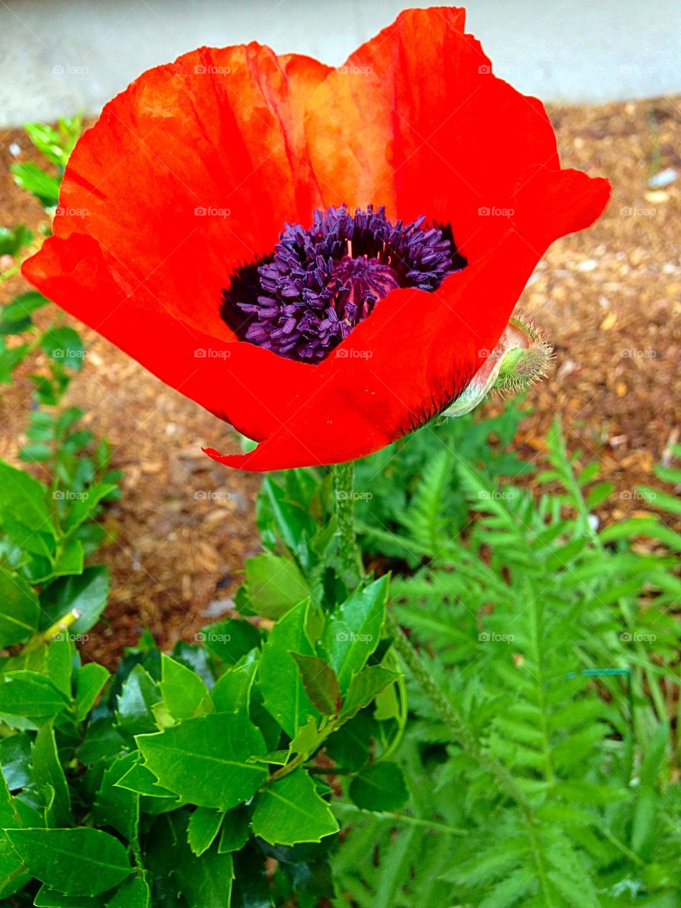 Poppy . Poppy's are so pretty, but fleeting...