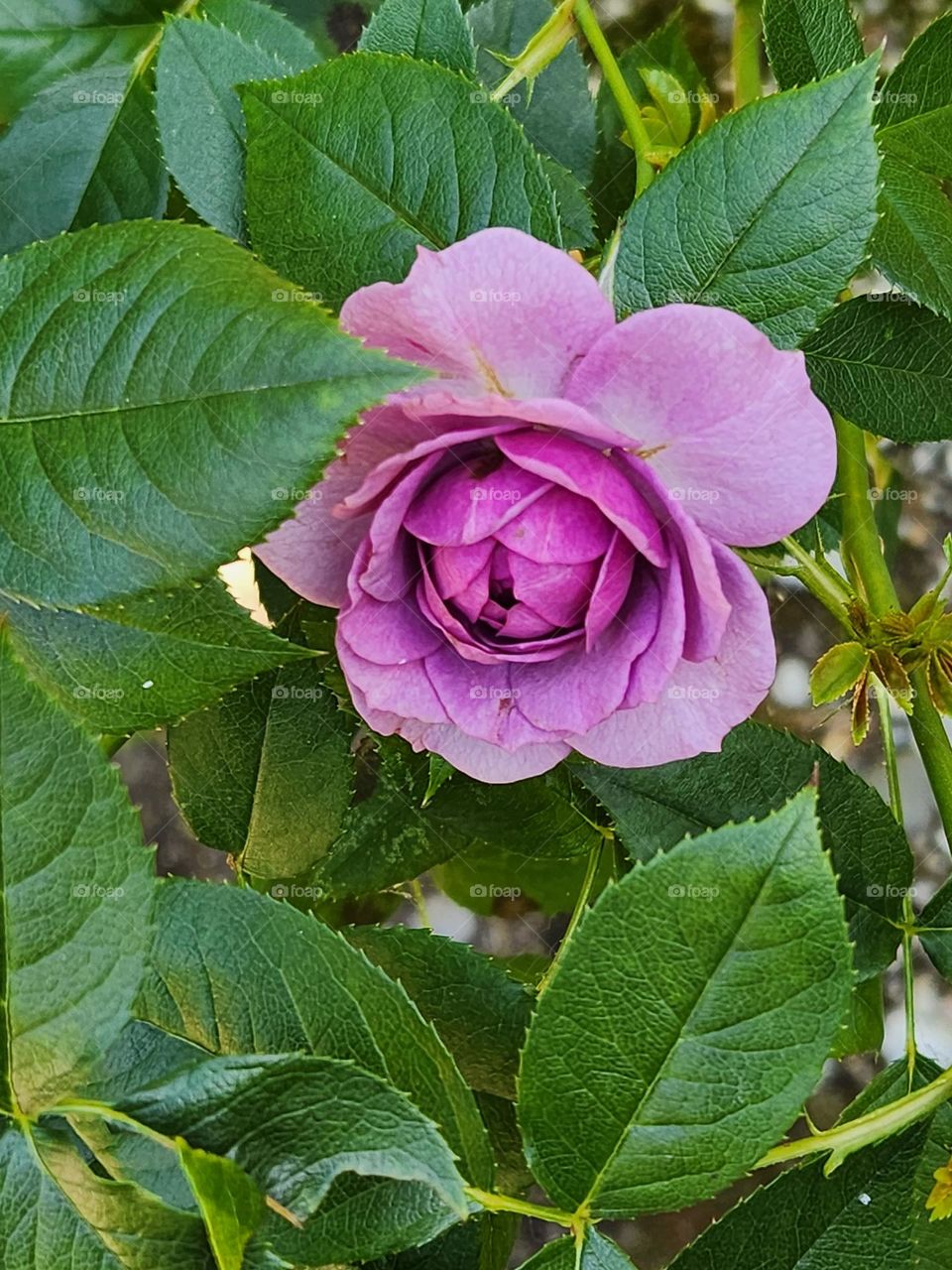 close up of bold pink open rose flower blossom hiding in green leaves of Oregon suburban garden