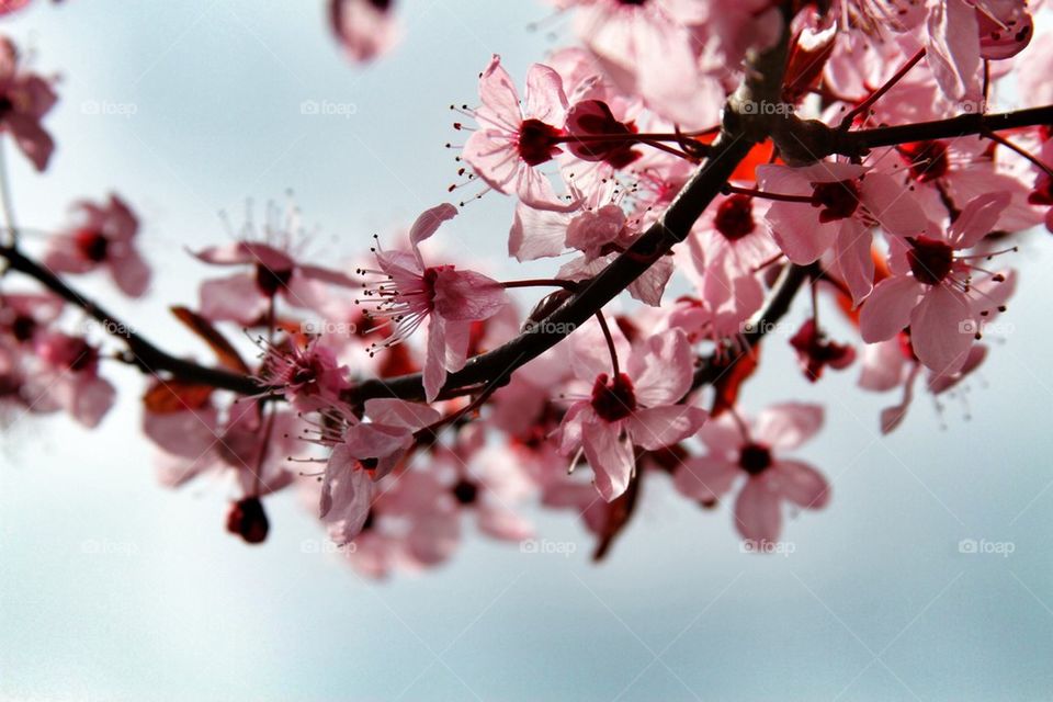 Cherrytree . Tree is Seattle that I took a photo of in the morning light.