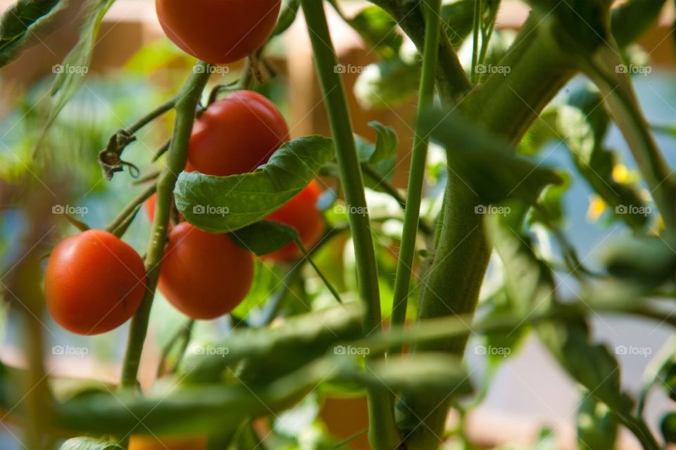 Tomato on plant
