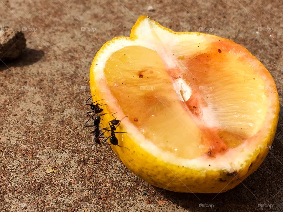 Close-up three ants feeding on a half lemon outdoor