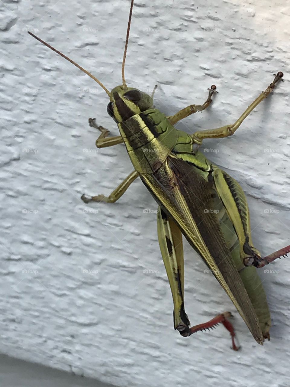 Grasshopper on the clapboard 