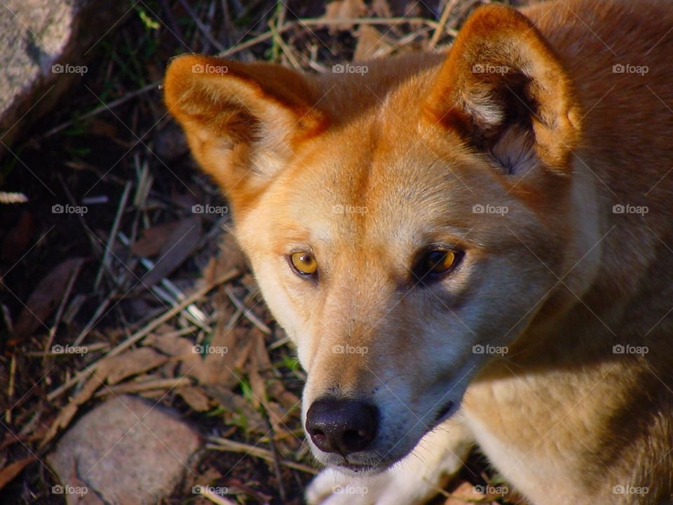 Dingo