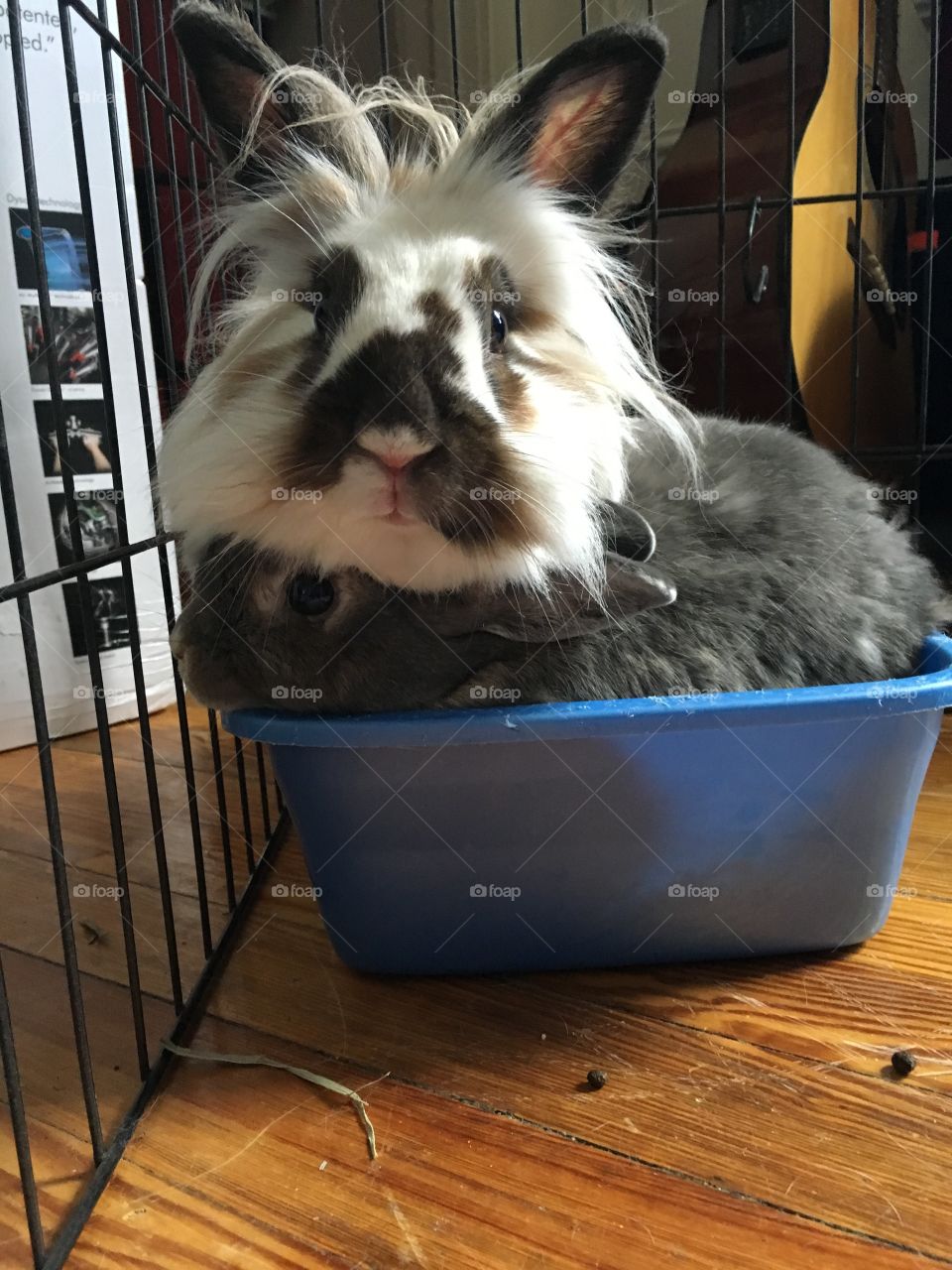 Bunny bin