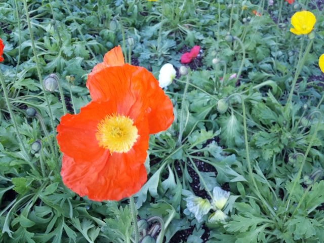 poppies