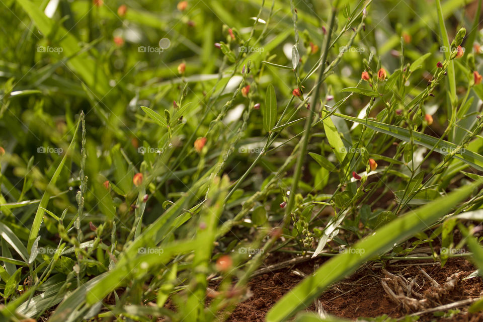 Small flowers on grass in spring