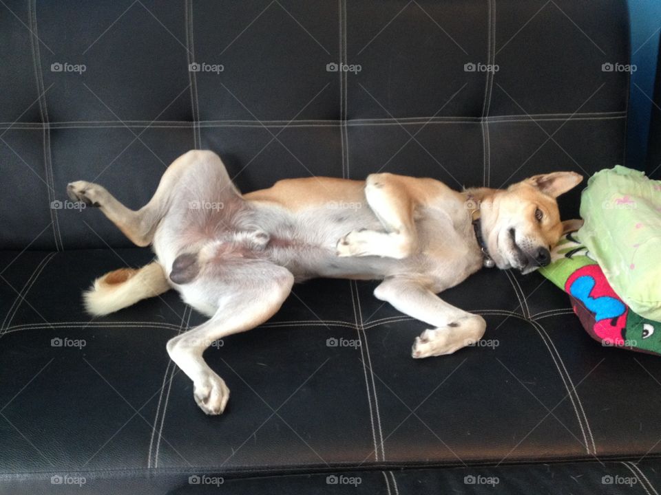 Sexy dog. Brown thai local dog. Lay on black sofa. Love me love my dog.