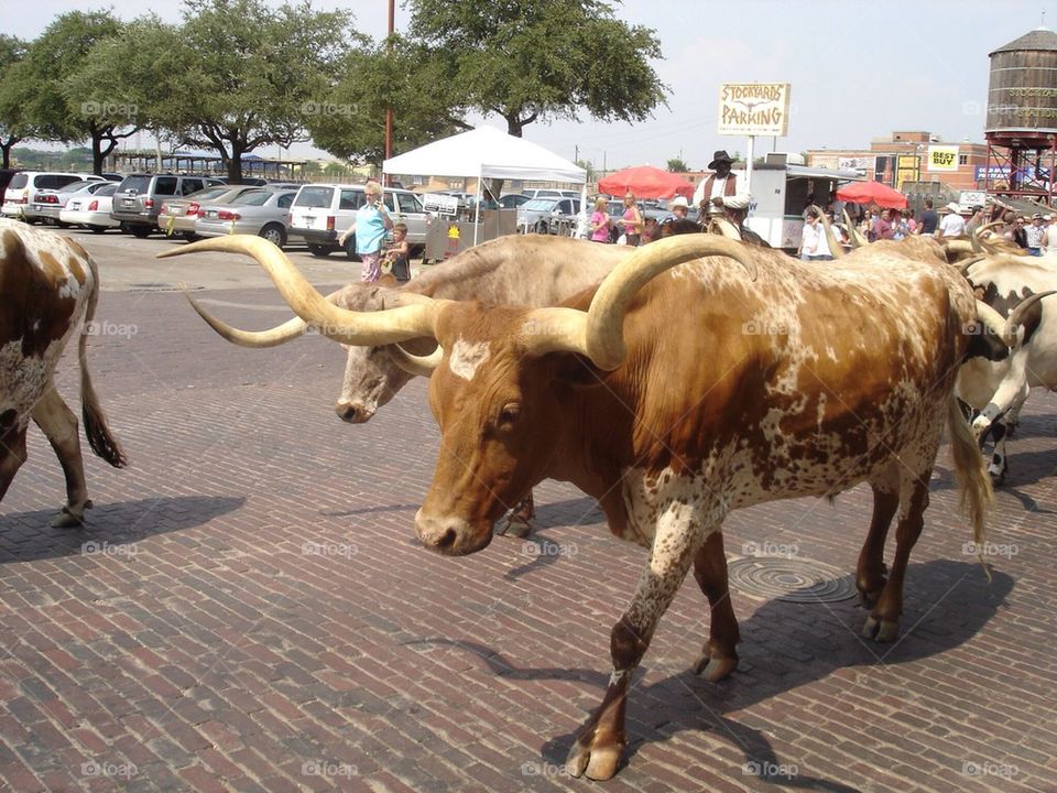 Longhorn