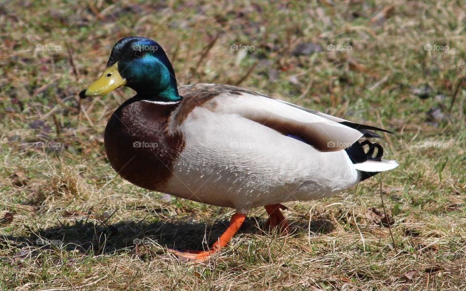mallard duck