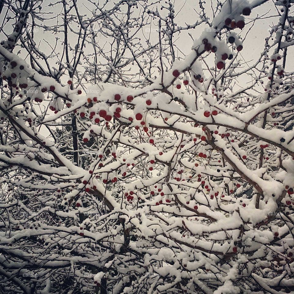 Tree  branches covered in snow with little red berries