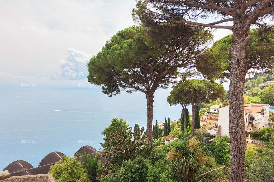 Pine-trees in Italy