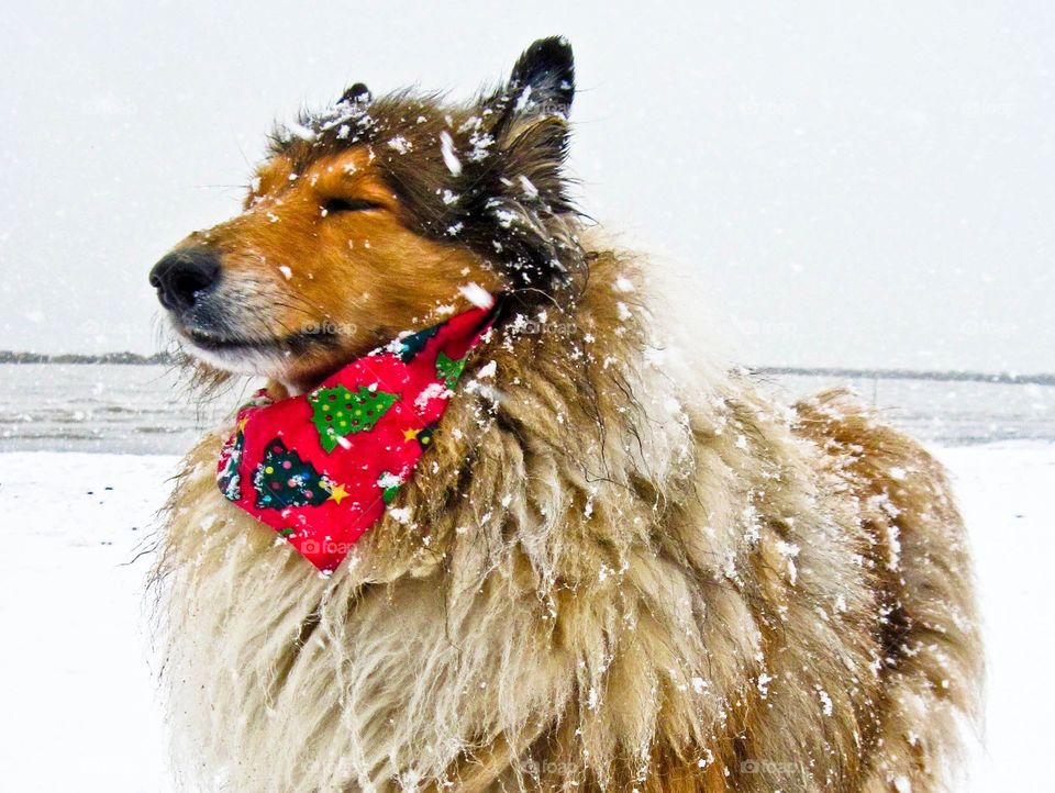 My collie dog Lassie in the snow at the beach