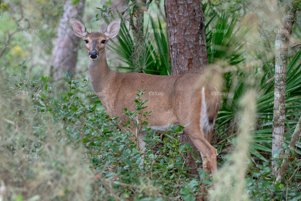 Alert deer in woods watching