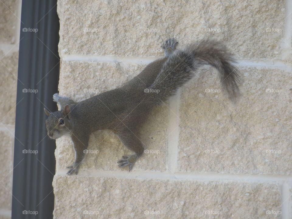 Squirrel fun