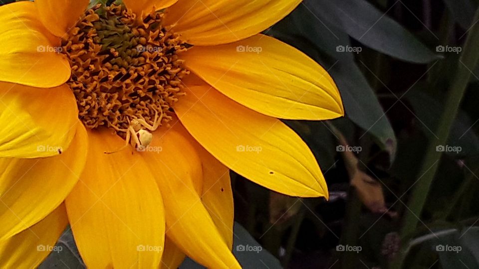 spider on sunflower composition for fall