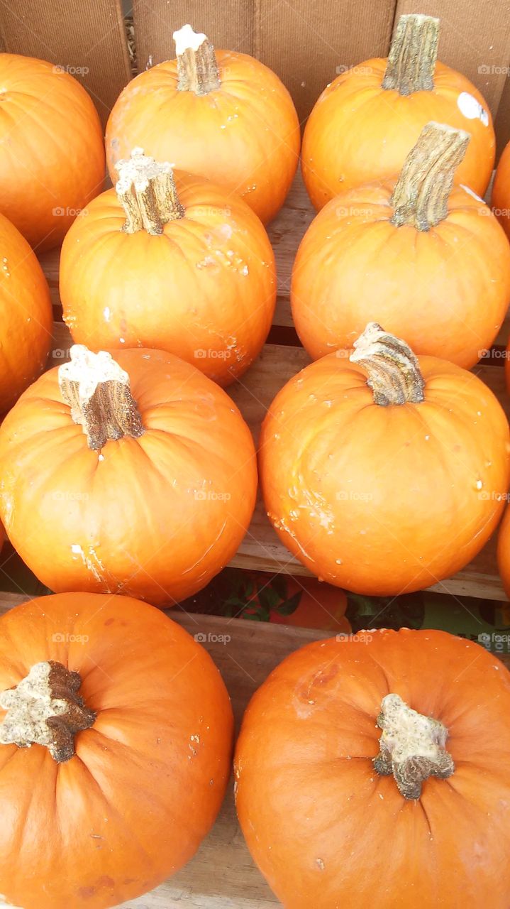 Pie Pumpkins. pie pumpkins