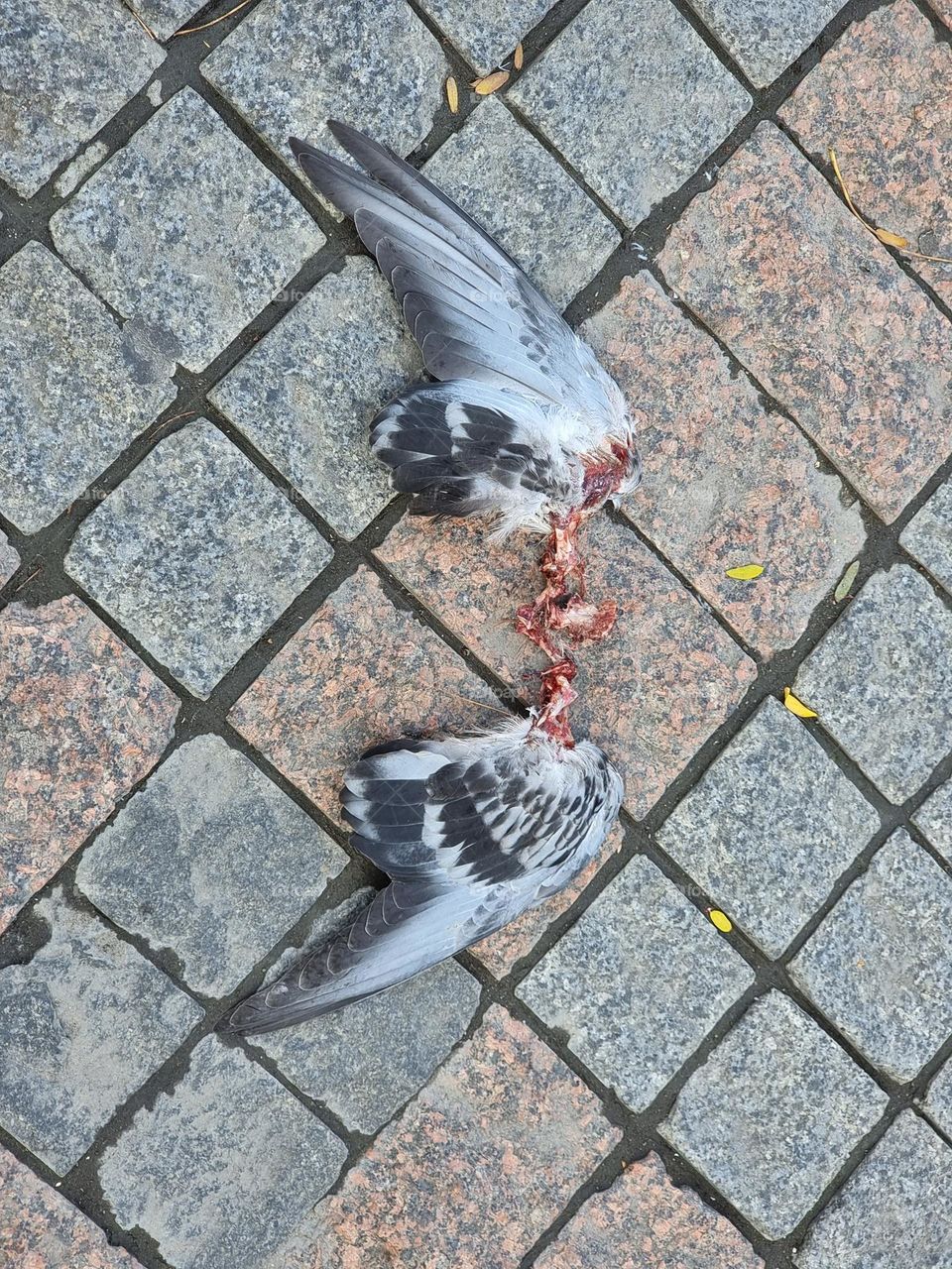 Wings lying on stones, the only remainders of a bird, eaten by an animal