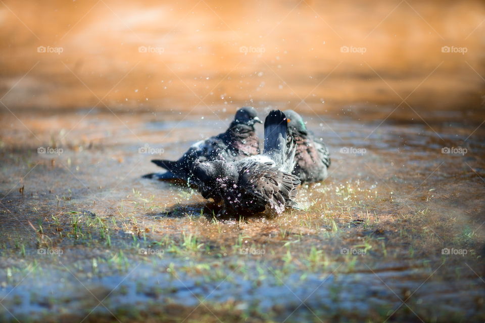 Pigeons in puddle at spring