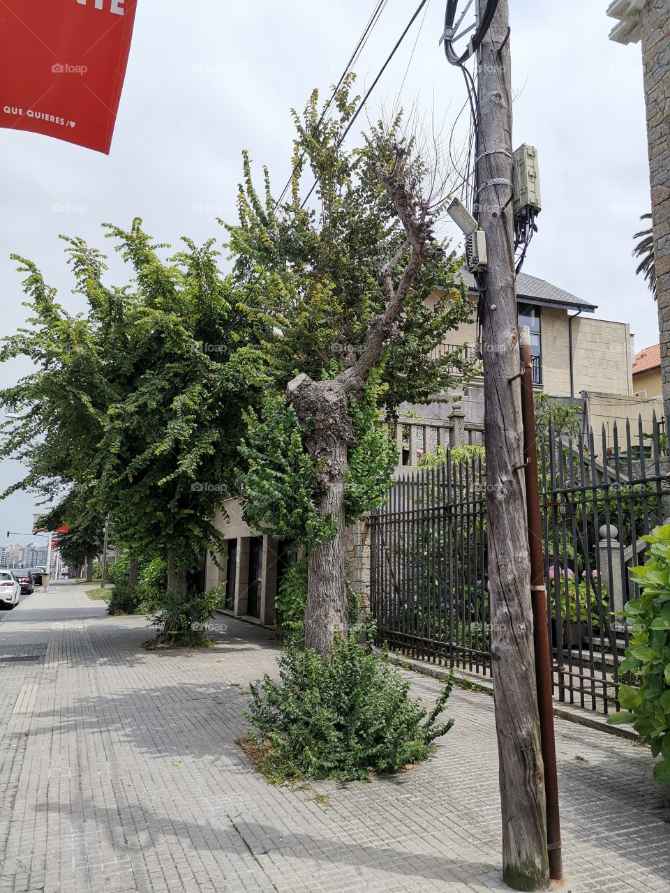 Nice tree in the stree