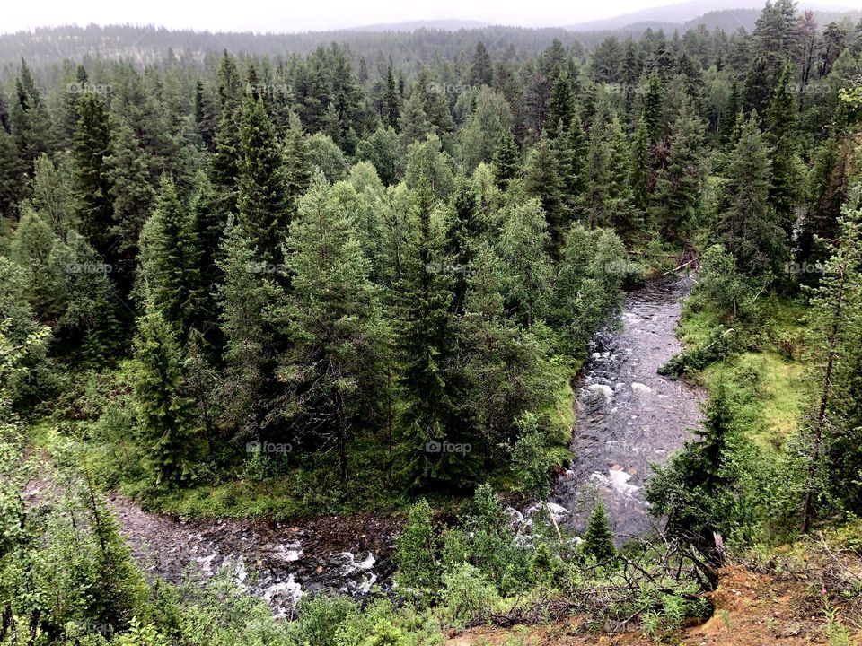 River in evergreen forest