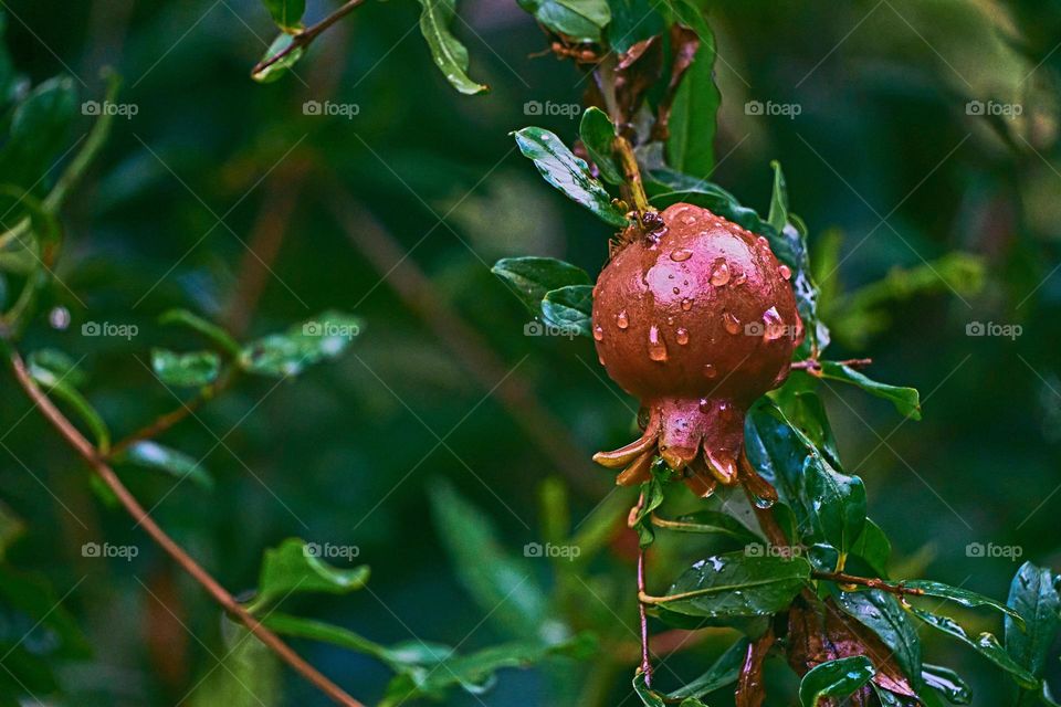 Liquid  - Rain water - Source of life