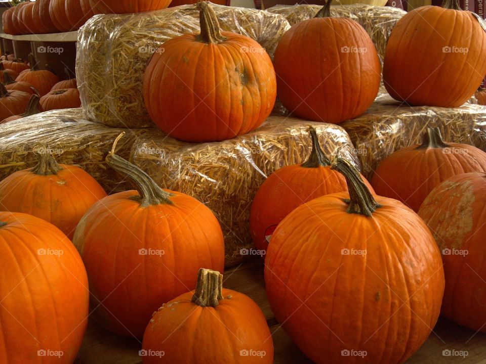 Pumpkin, Halloween, Fall, Thanksgiving, Pasture