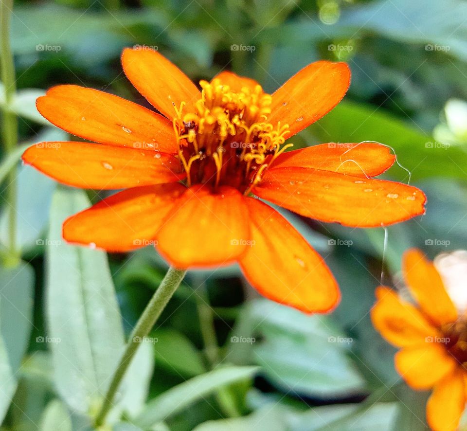 Beautiful close up of botanical garden flower