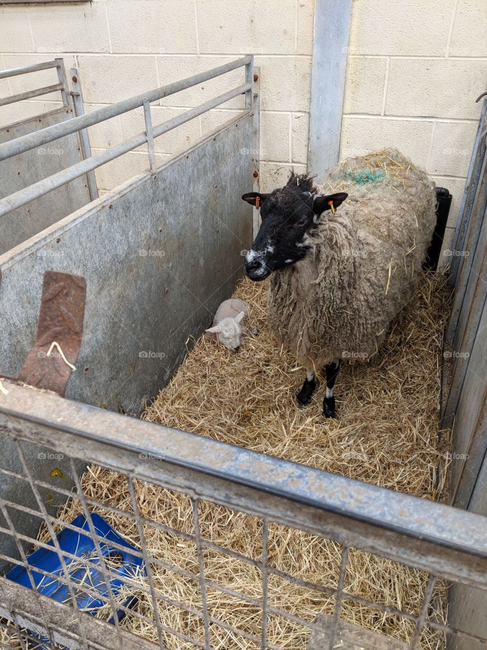 Mother sheep and lamb in pen