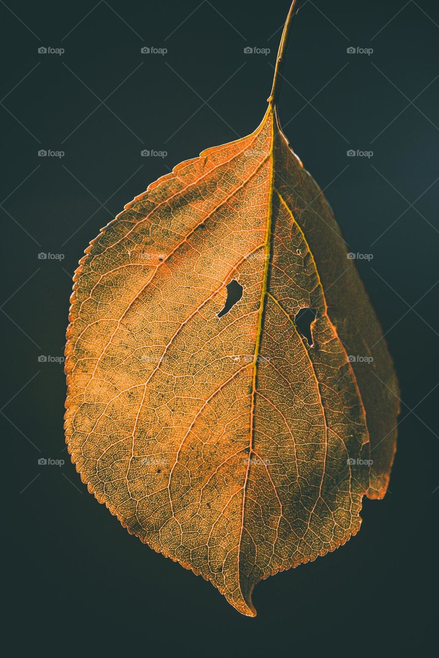Autumn colorful leaf