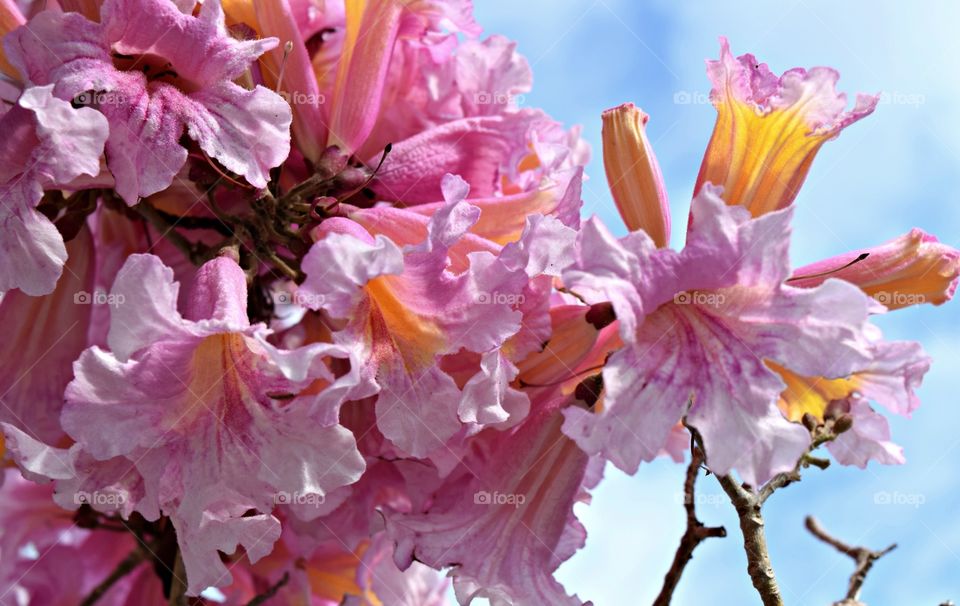 Close-up of a flowers