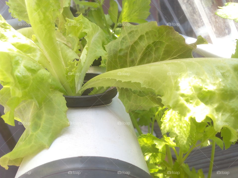 hydroponic. hydroponic