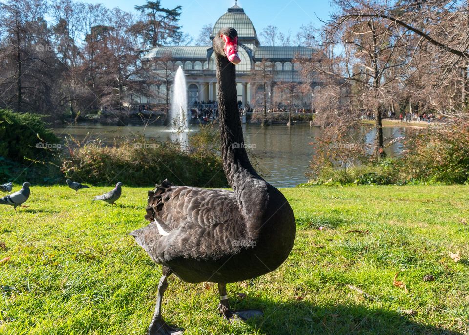 Black swan at the Retiro Park in Madrid (Spain)