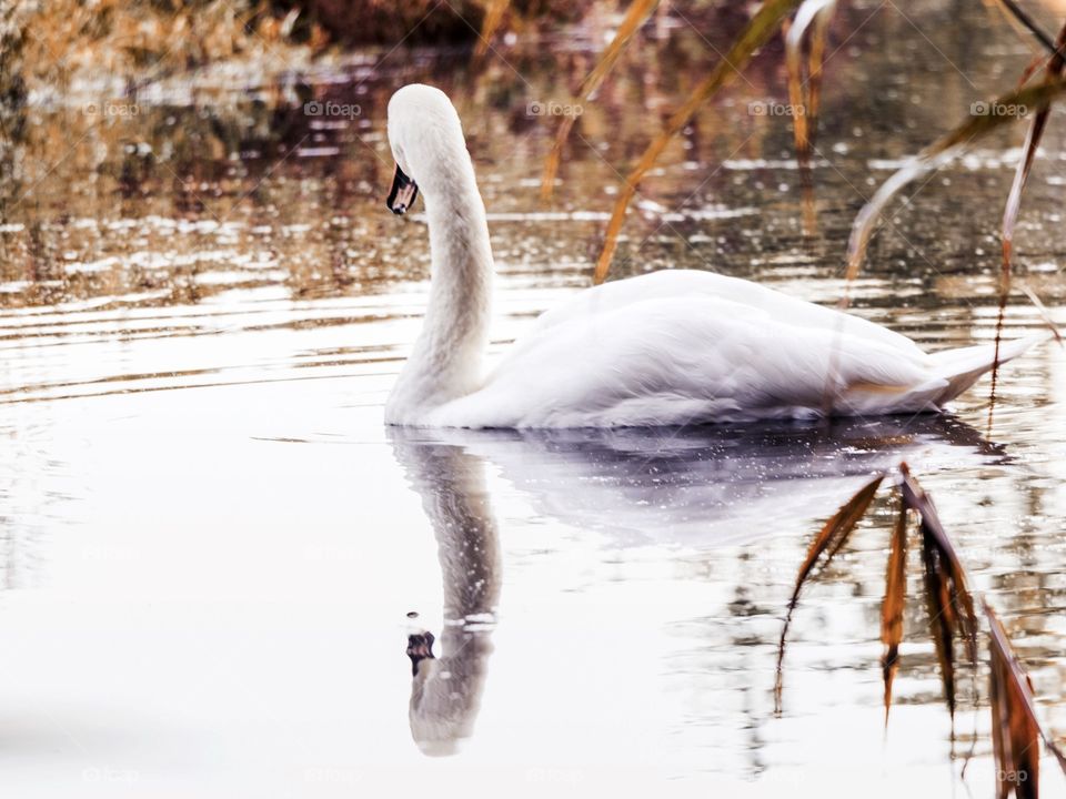 Swan reflection
