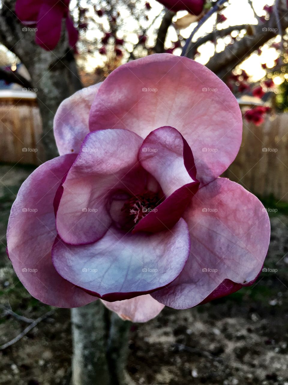 Tulip Tree