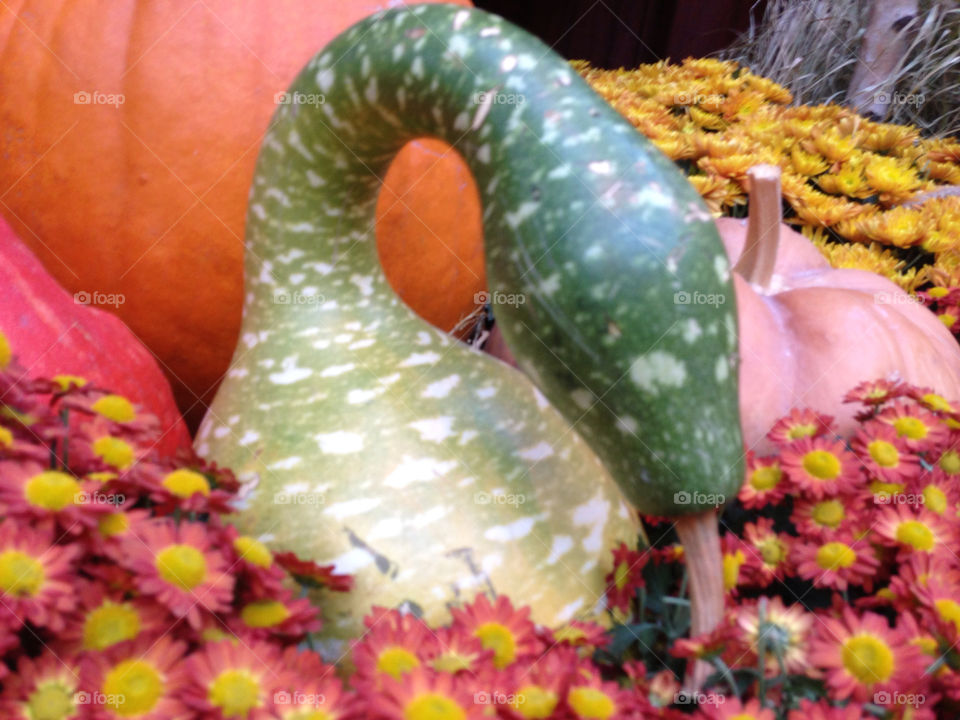green orange snake gourds by snook911