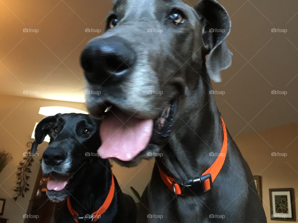 Big Dane Smile