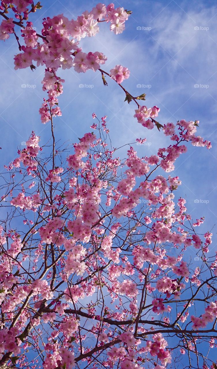 Cherry blossom. Cherry blossom