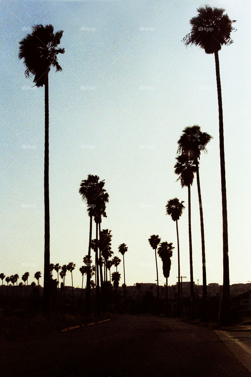Palm Drive LA