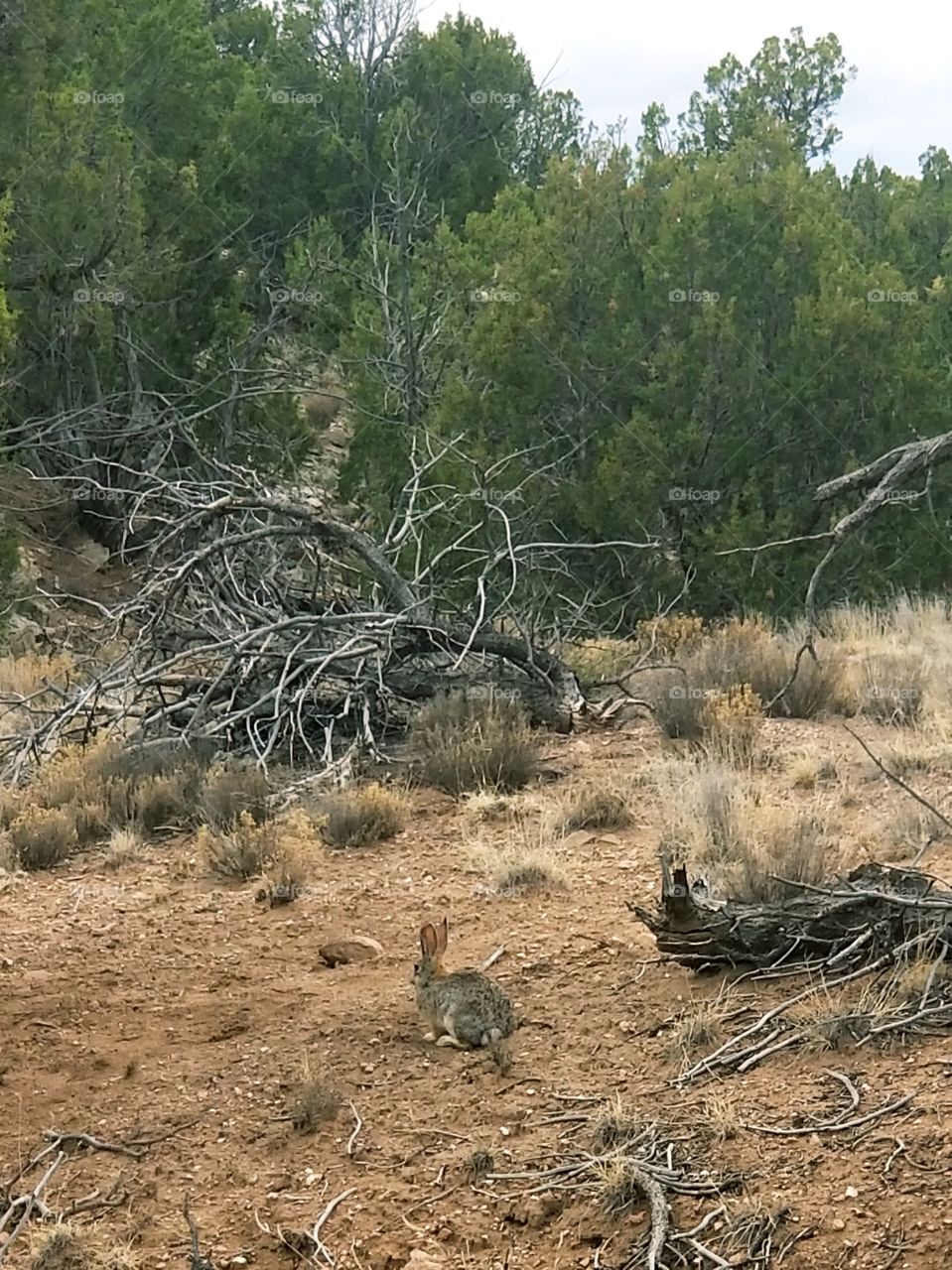 NM desert rabbit wide view