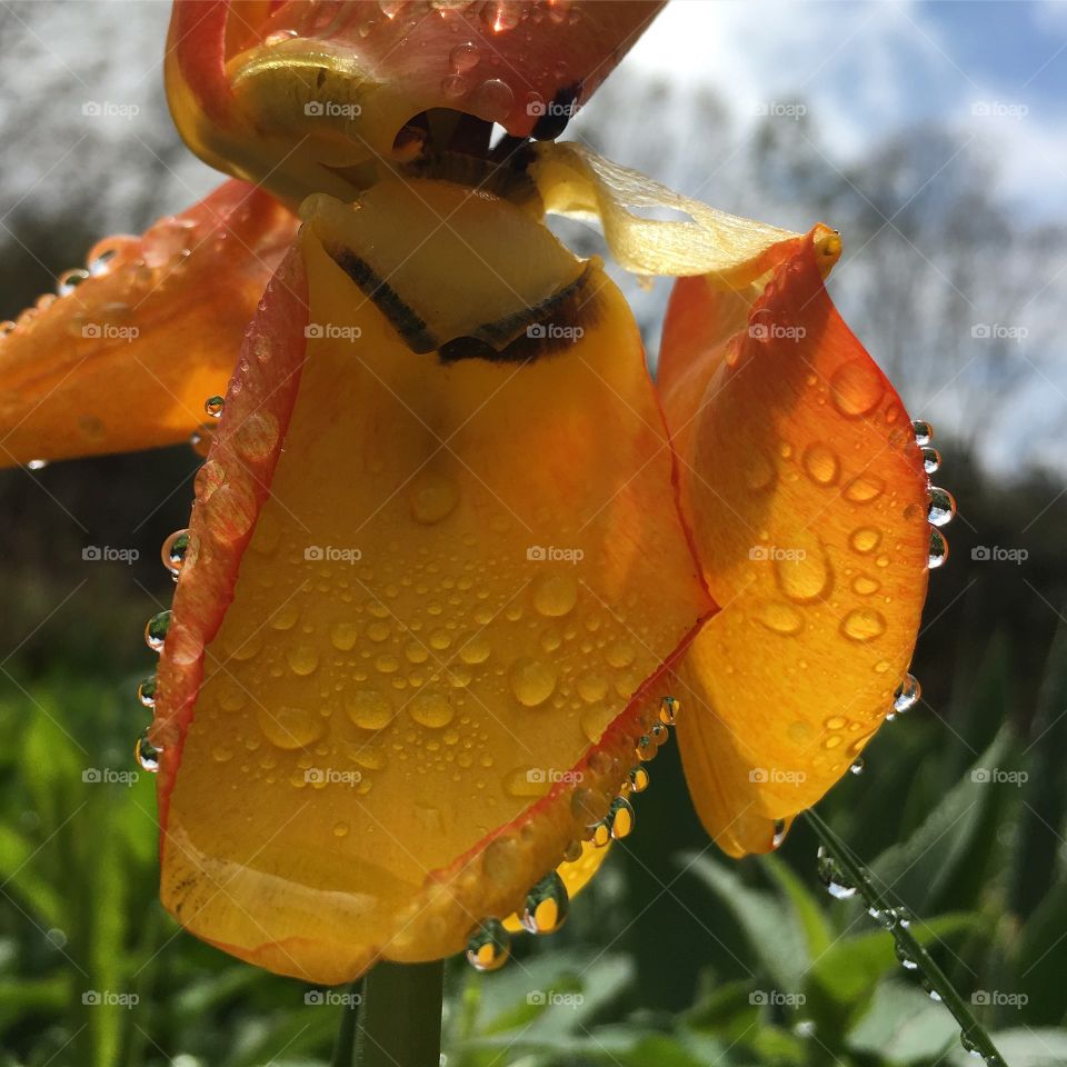 Tulip and water droplets