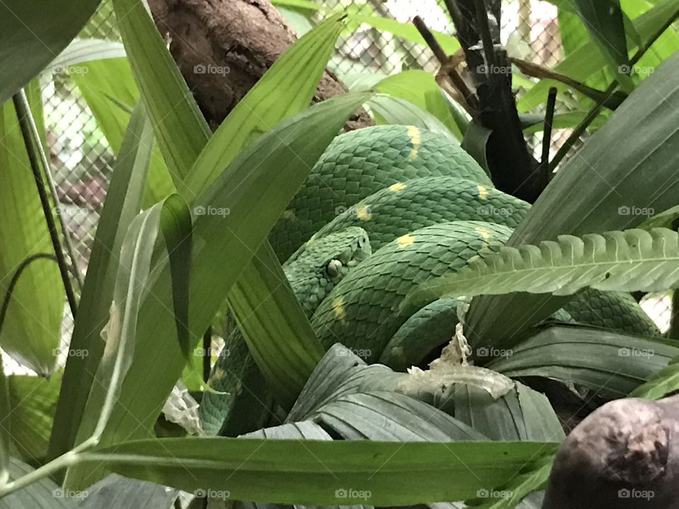 Snake, Costa Rica, December 2016