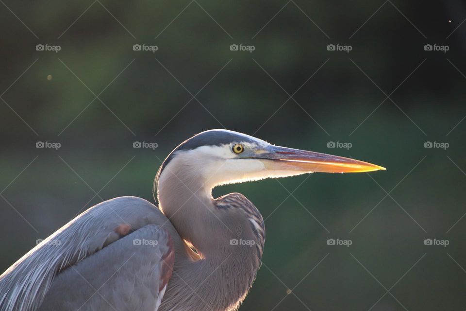 Blue Herron 