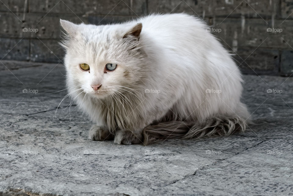 Heterochromic Odd-eyed cat with a blue and a gold eye