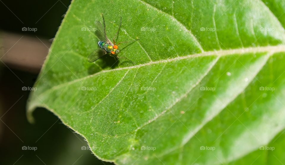 beautiful macro shot 