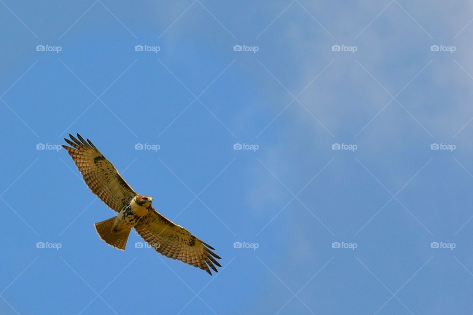 red talked hawk flying