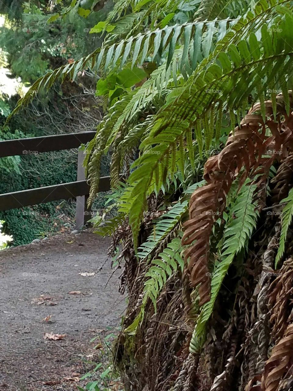 View of forest