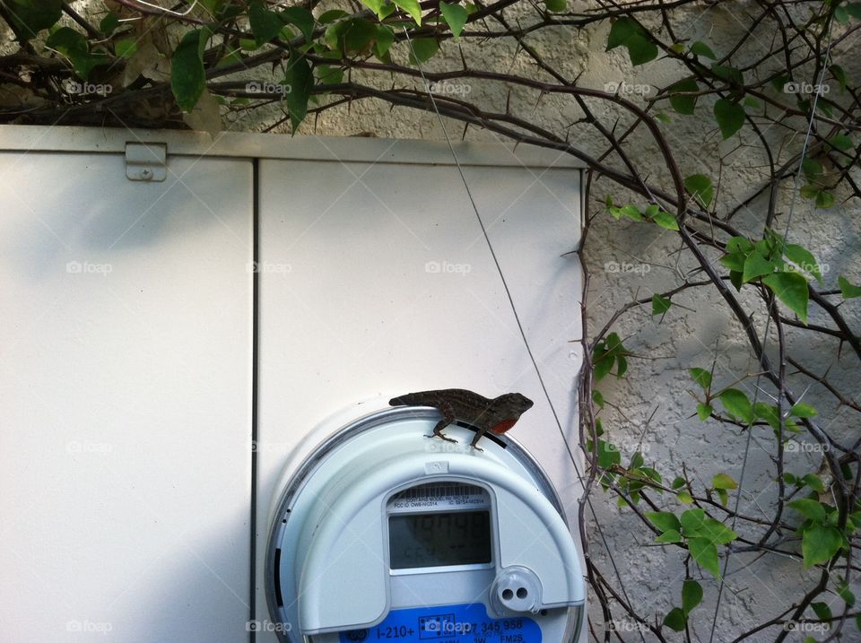 Anole on Meter. Saw this guy outside the house!