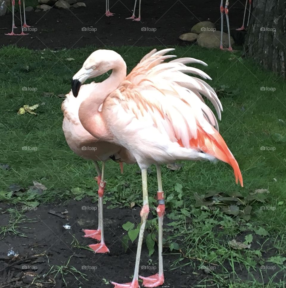 There is 2 flamingos in the foreground, the only way you can tell is there are 4 feet and legs, otherwise it looks like one big one, taken at the Calgary Zoo, Alberta, Canada, in this close up nature picture