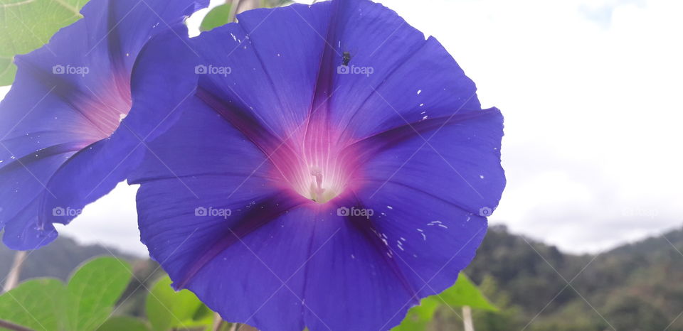 blue flower